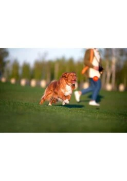 Icepeak Pet Liker Ball Toy -Avonturen Plein 58548 icepeak pet liker ball toy s